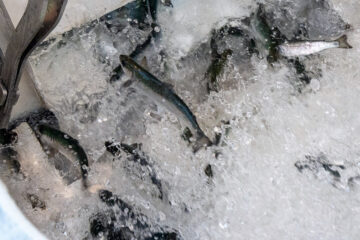 Lachssmolts für den Testbesatz